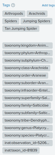 Taxonomy tags displayed on a Flickr photo