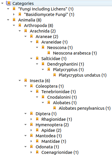 Hierarchical keyword taxonomy tree in XnView